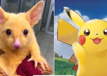 Ada seekor “Possum” yang ada masalah dengan Genetik telah diberi nama “Pikachu”!