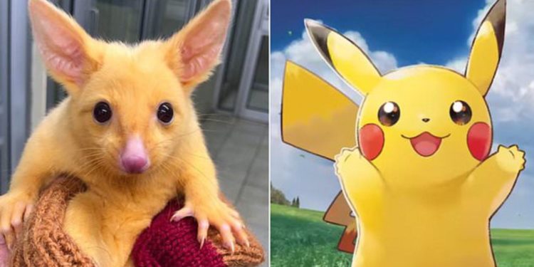 Ada seekor “Possum” yang ada masalah dengan Genetik telah diberi nama “Pikachu”!