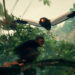 Dari Assassin’s Creed ke Monyet