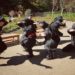Antara Game Ninja Terbaik