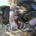 Monster Hunter: World dah ada board game! Didedahkan oleh Steamforged Games~