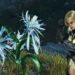 Monster Hunter Wilds – Cara Dapatkan Nightflower Pollen, Item Rare untuk Upgrade!