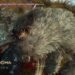 Bagaimana Dragon’s Dogma 2: Dark Arisen Menguji Tahap Kemahiran Pemain, Termasuk Para Veteran